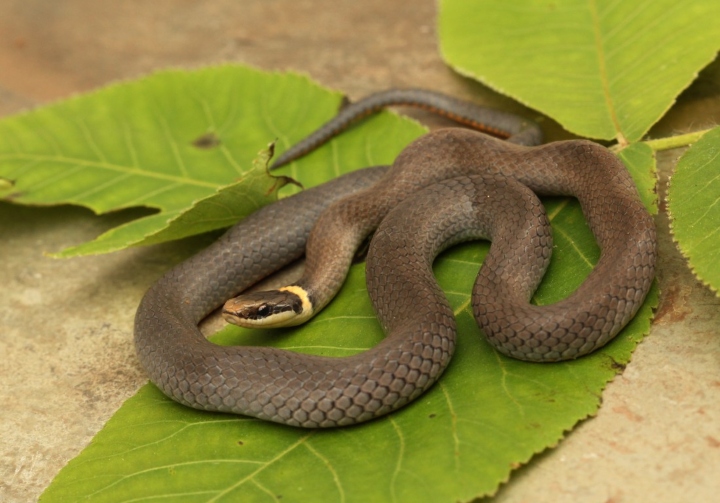 Northern Ringneck Snake